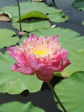 pink lotus in pondの写真素材