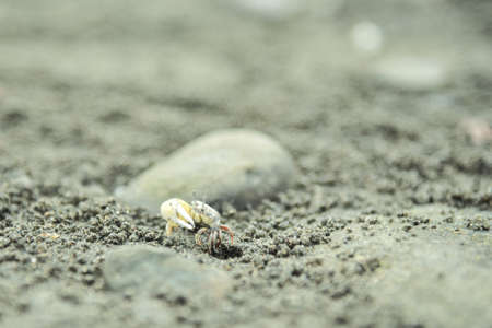 Hermit crab walking on the ground. Hermit crab walking on the ground.の写真素材