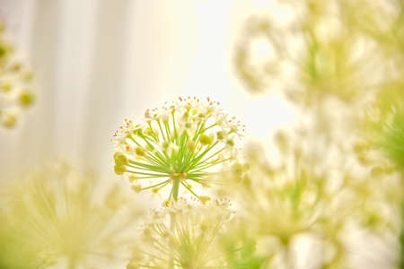 Close up of dill flower on blurred background, space for textの写真素材