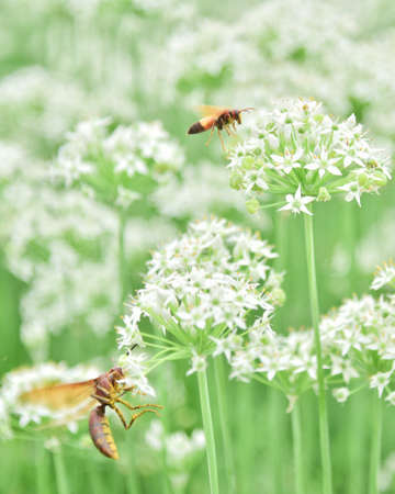Insects on the flowers of onion. Selective focus.の写真素材