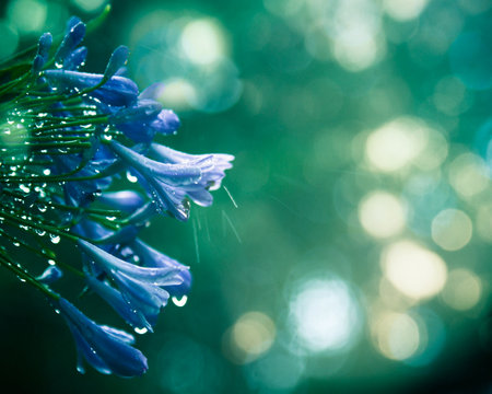 Beautiful blue Agapanthus flower on bokeh background.