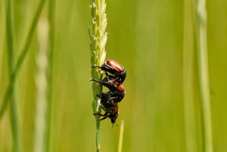 Bugs matingの写真素材