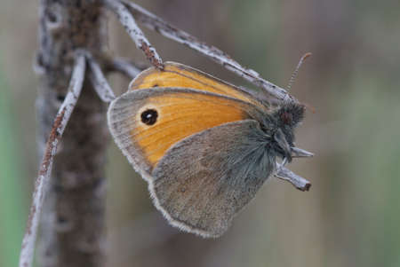 Butterfly on stickの写真素材