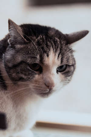 portrait of a catのeditorial素材