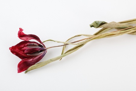 dry tulipの写真素材