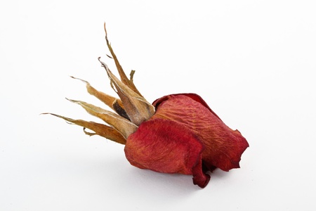dry roseの写真素材