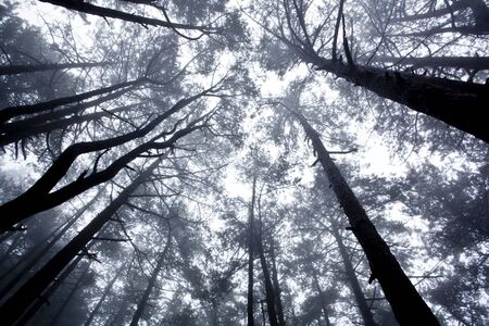 mystrious foggy forest in winter
