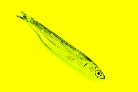 sardine on yellow backgroundの写真素材