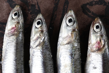 4 fishes close upの写真素材