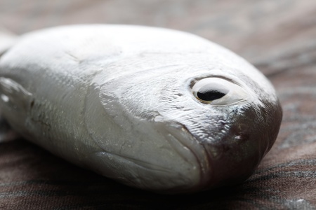 fish close upの写真素材