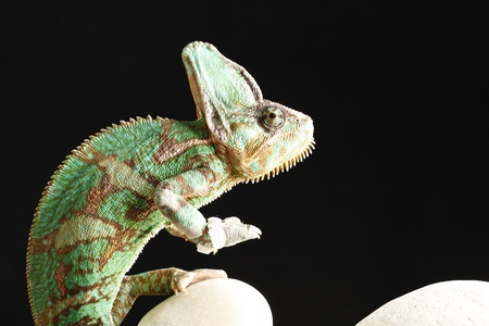 chameleonの写真素材