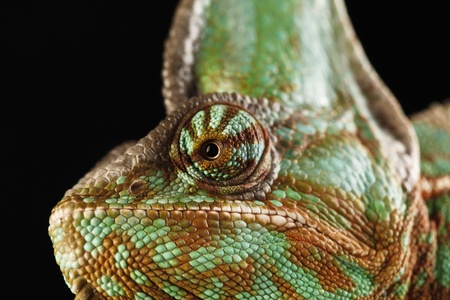 chameleonの写真素材