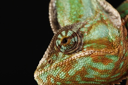 chameleonの写真素材