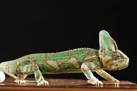 chameleonの写真素材