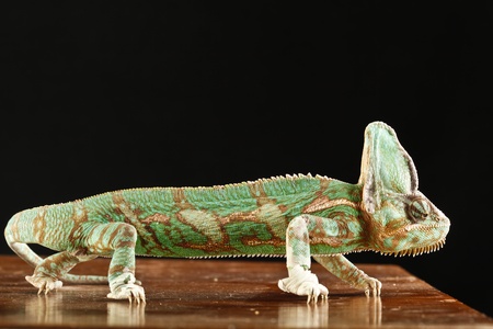chameleonの写真素材