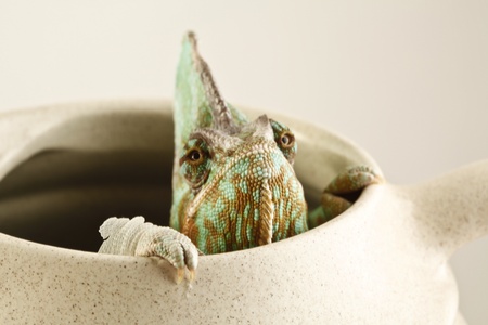chameleonの写真素材