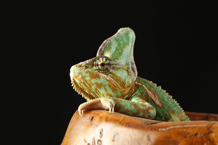 chameleonの写真素材