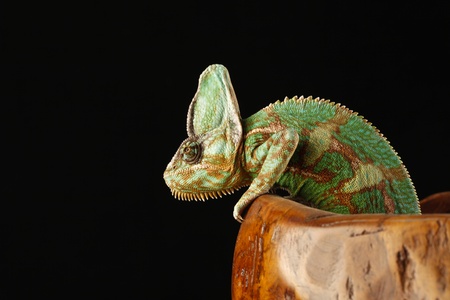 chameleonの写真素材