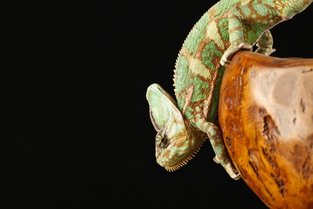 chameleonの写真素材