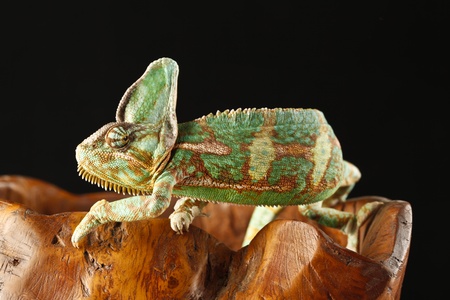 chameleonの写真素材