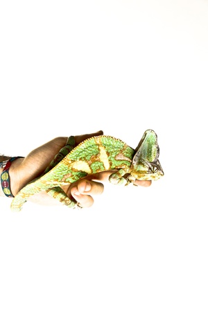 chameleonの写真素材