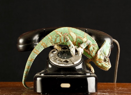 chameleon on a telephoneの写真素材