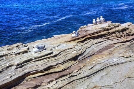 sydney shoreの写真素材