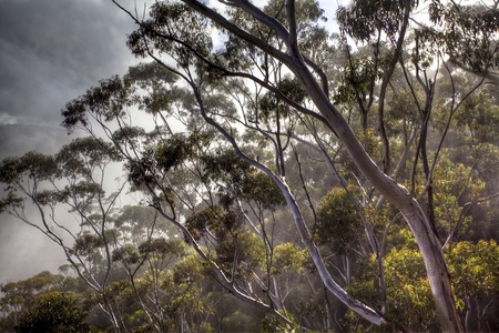 eucalyptus treesの写真素材