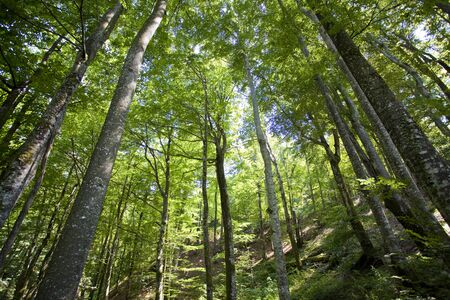 sunlight in trees of green summer forestの写真素材