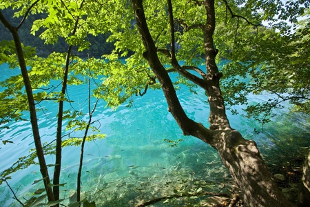 Plitvice lakes national park in Croatia, nature travel backgroundの写真素材