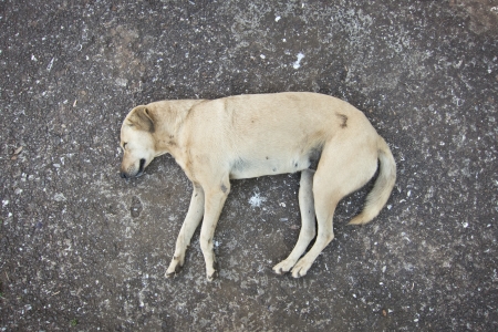 sleeping dogの写真素材