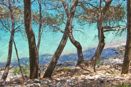 beautiful maritime pine on the sea, rocky beach, croatiaの写真素材
