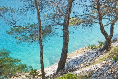 beautiful maritime pine on the sea, rocky beach, croatiaの写真素材