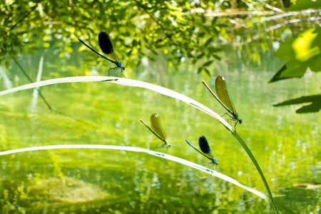group of beautiful dragonfly on a leaf in a pondの写真素材