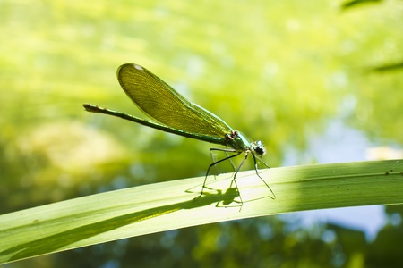 beautiful dragonfly on a leaf in a pond
