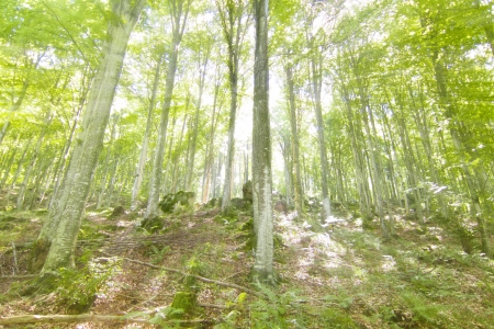 sunlight in trees of green summer forestの写真素材