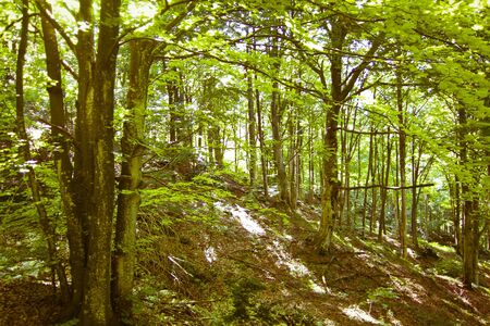 sunlight in trees of green summer forestの写真素材