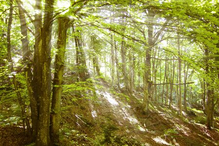 sunlight in trees of green summer forestの写真素材