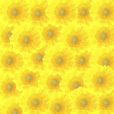 colorful beautiful background of yellow gerbera flowersの写真素材