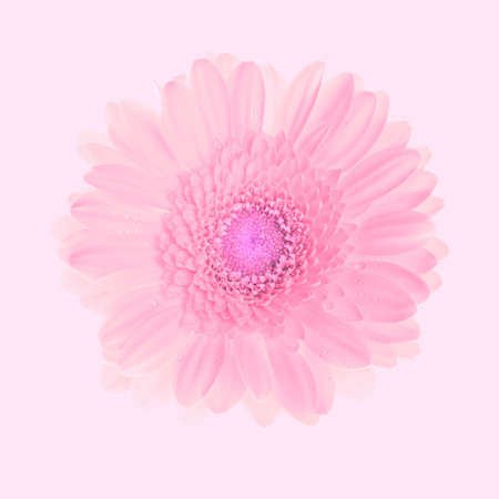beautiful pink gerbera flowerの写真素材