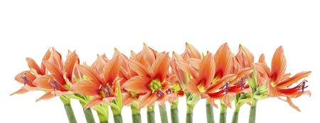 set of beautiful lilium flowers compositeの写真素材