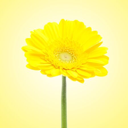 beautiful yellow gerbera flowerの写真素材