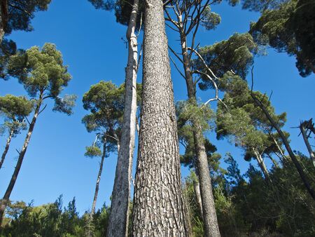 maritime pine