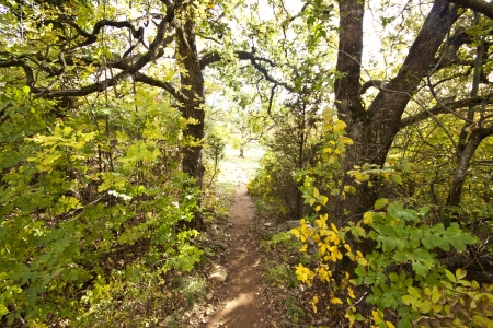 path in the kars woods in autumの写真素材