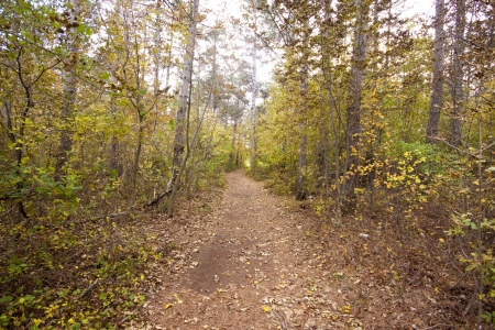 path in the kars woods in autumの写真素材