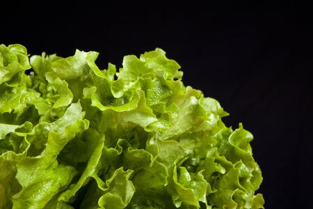 lettuce close up backgroundの写真素材