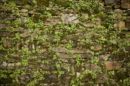 stone wall background with plantsの写真素材