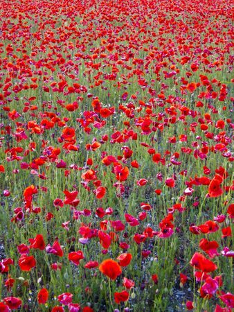 beautiful bright red poppy flowers field in spring backgroundの写真素材