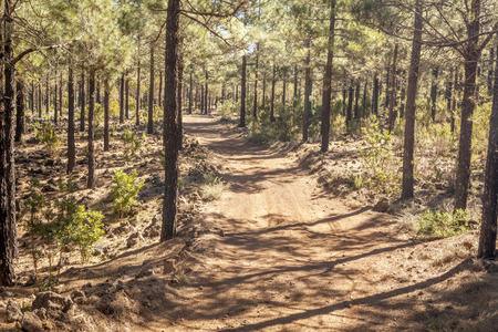 path in a pine forestの写真素材
