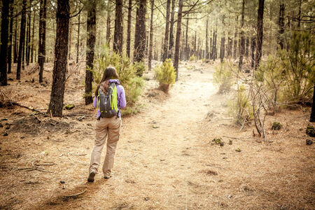 young woman hiking in a pine woodの写真素材